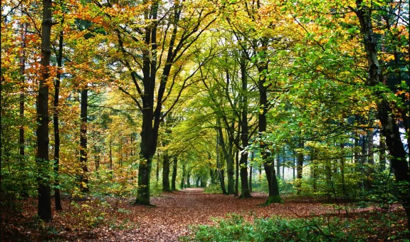 "Autumn Glory" by Bert Kaufmann is licensed under CC BY-SA 2.0.