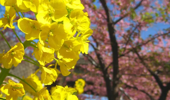 "Spring has come!" by skyseeker is licensed under CC BY 2.0.